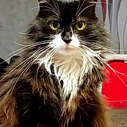 Chana a rejoint le concours — aidez-le/la à gagner de superbes lots ! cat, fluffy, yellow_eyes, whiskers, black_fur, white_fur, pet, indoor, portrait, closeup, animal, feline, mammal, cute, domestic, fur, face, whisker, sitting, alert