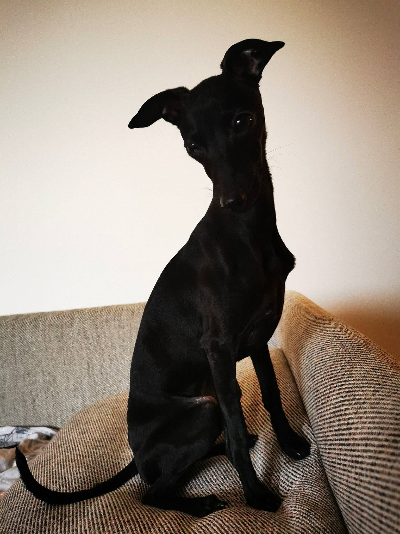 Rogue participe au concours pour gagner de l'argent avec cette photo : canidae, carnivore, comfort, companion_dog, dog, dog_breed, dog_collar, dog_supply, fawn, fur, human_leg, sighthound, snout, sporting_group, tail, terrestrial_animal, toy_dog, whiskers, wood, working_animal