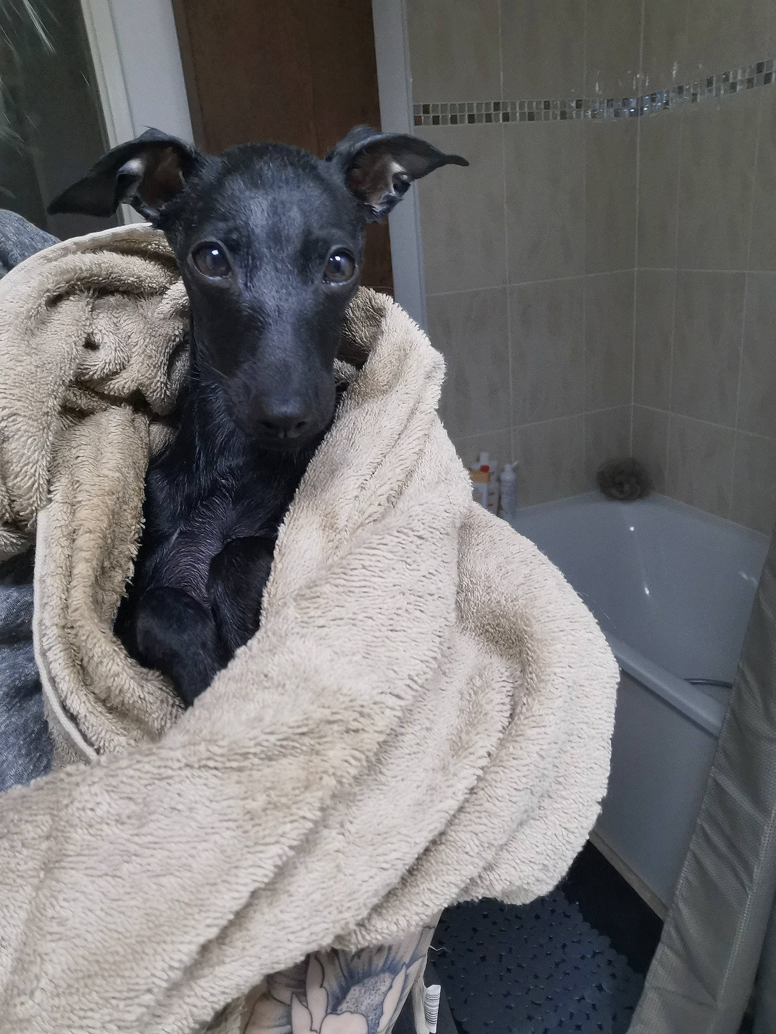 Rogue participe au concours pour gagner de l'argent avec cette photo : bathroom, bathtub, canidae, carnivore, companion_dog, dog, dog_breed, fawn, flooring, fur, grey, plumbing, plumbing_fixture, purple, snout, sporting_group, tap, terrestrial_animal, whiskers, working_animal