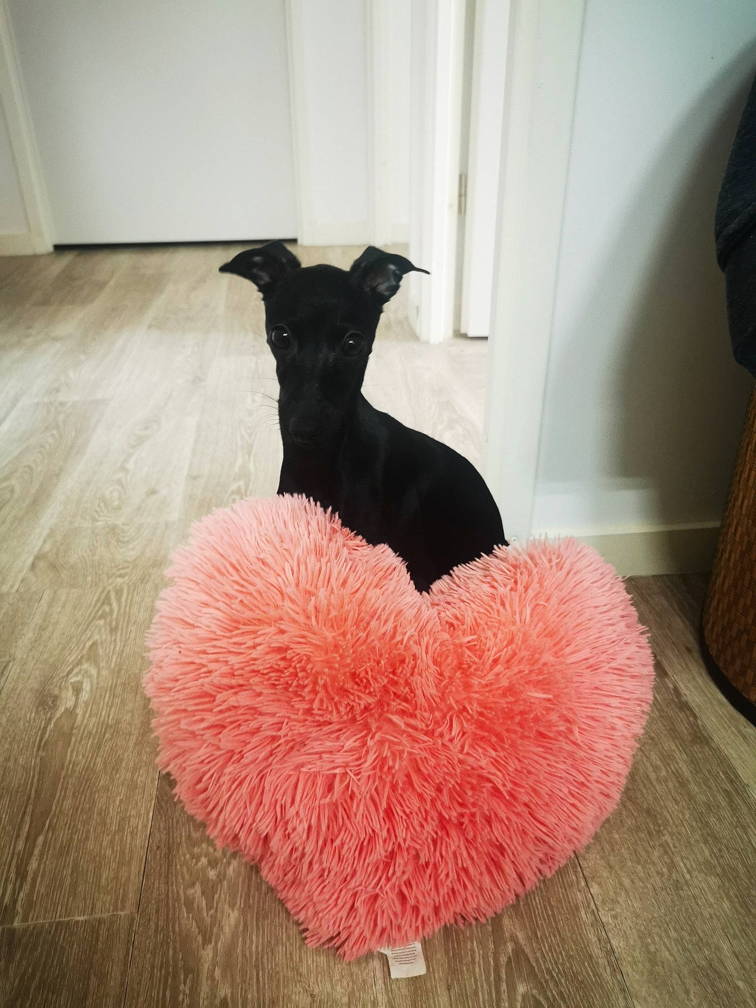 Rogue a rejoint le concours — aidez-le/la à gagner de superbes lots ! carpet, comfort, companion_dog, dog, dog_breed, dog_supply, fashion_accessory, fawn, felidae, flooring, fur, hardwood, laminate_flooring, linens, magenta, room, tail, wood, wood_flooring, working_animal