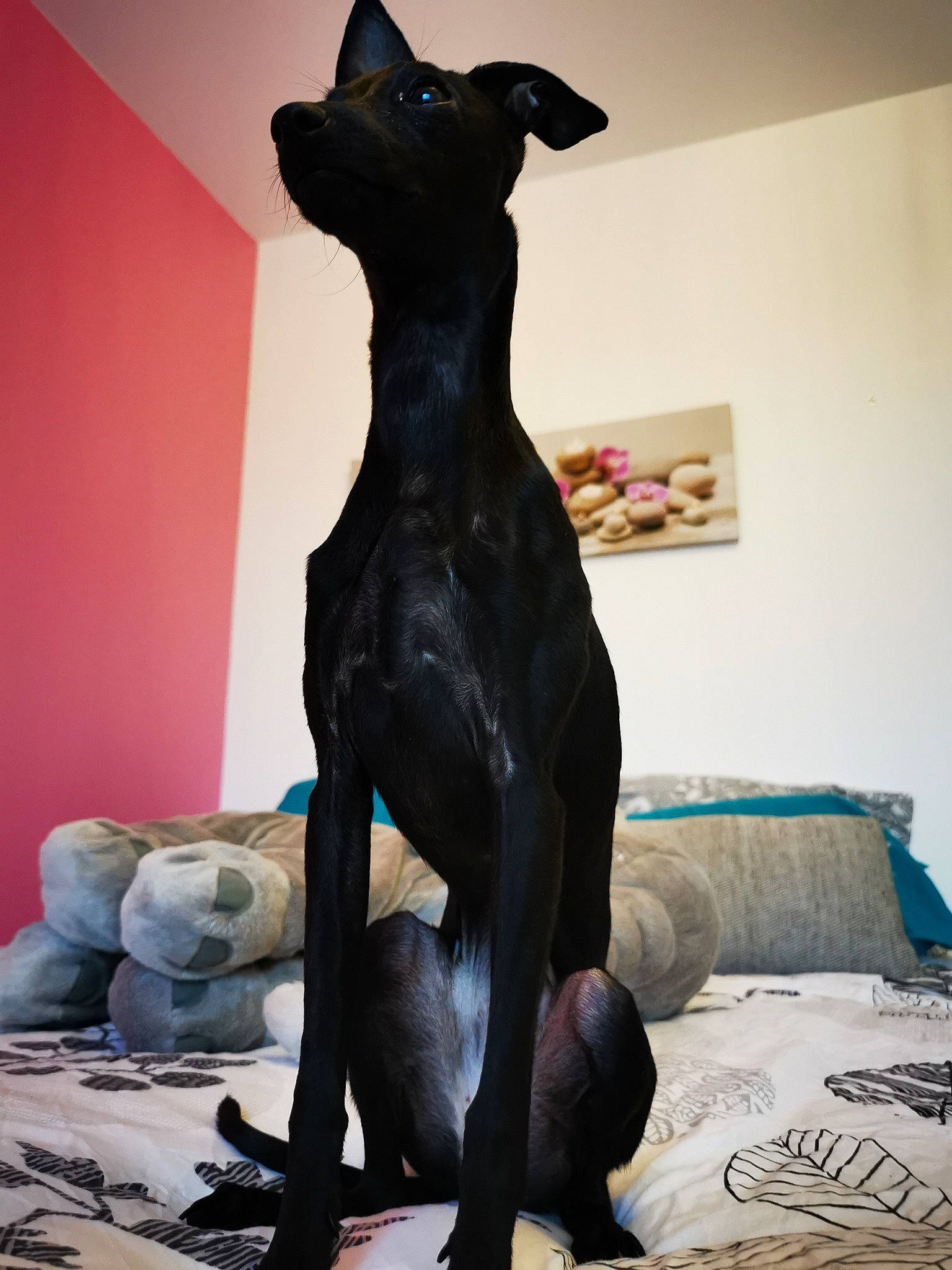 Rogue participe au concours pour gagner de l'argent avec cette photo : art, artifact, bronze_sculpture, carnivore, comfort, companion_dog, dog, dog_breed, fawn, flooring, grey, human_leg, metal, room, sculpture, snout, trunk, visual_arts, wood, working_animal