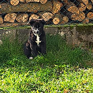 Bunny participe au concours pour gagner de l'argent avec cette photo : dog, puppy, black_and_white, white_marking, grass, backyard, wood_logs, chainlink_fence, concrete_wall, moss, sitting, portrait, sunlight, shadow, outdoor, cute, fur, ears, young, attentive