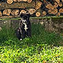 dog, puppy, black_and_white, white_marking, grass, backyard, wood_logs, chainlink_fence, concrete_wall, moss, sitting, portrait, sunlight, shadow, outdoor, cute, fur, ears, young, attentive