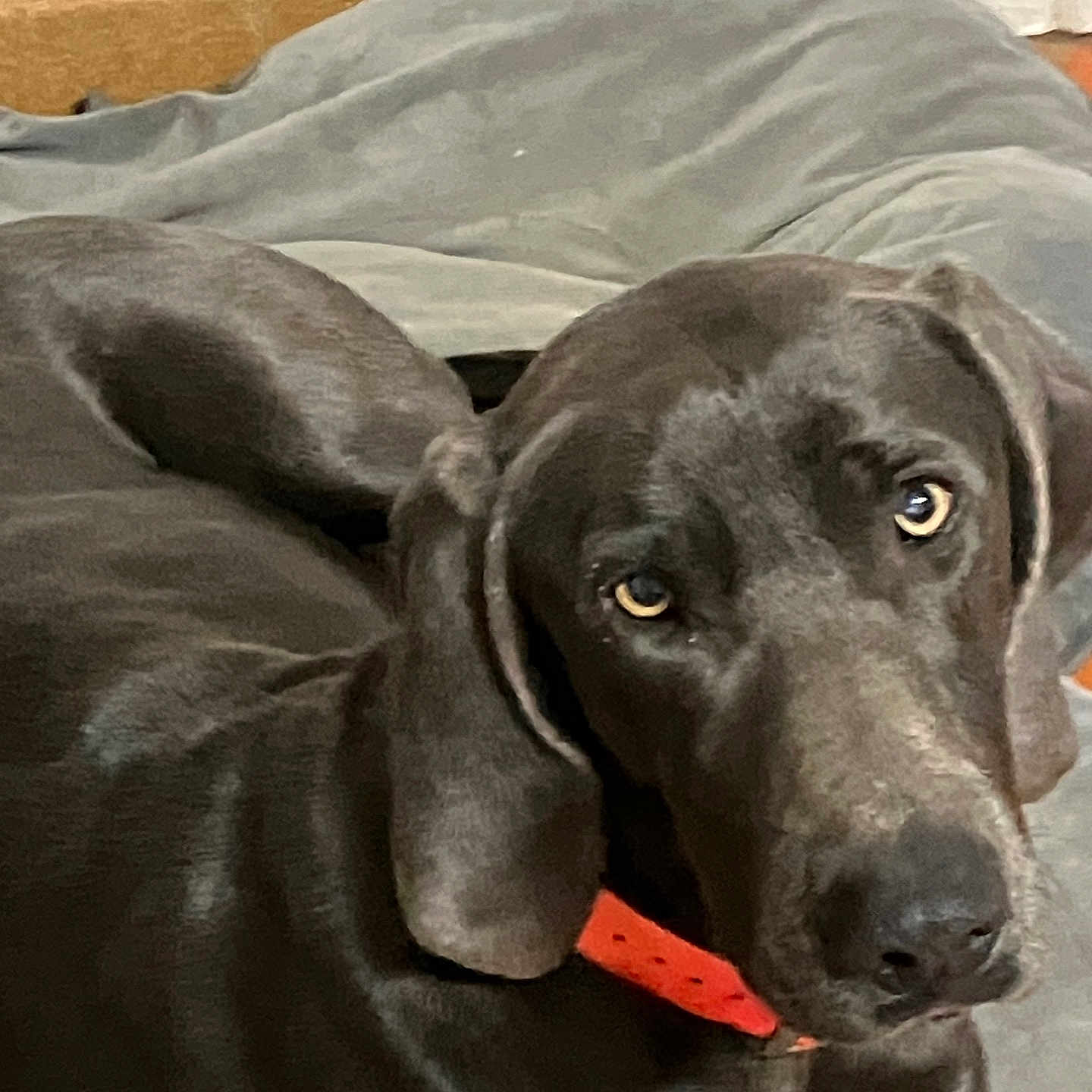 Uellaim a rejoint le concours — aidez-le/la à gagner de superbes lots ! animal, baseboard, black_dog, canine, collar, cozy, dog, dog_bed, eyes, face, floor, fur, home, indoor, lying_down, orange_collar, pet, portrait, resting, wall