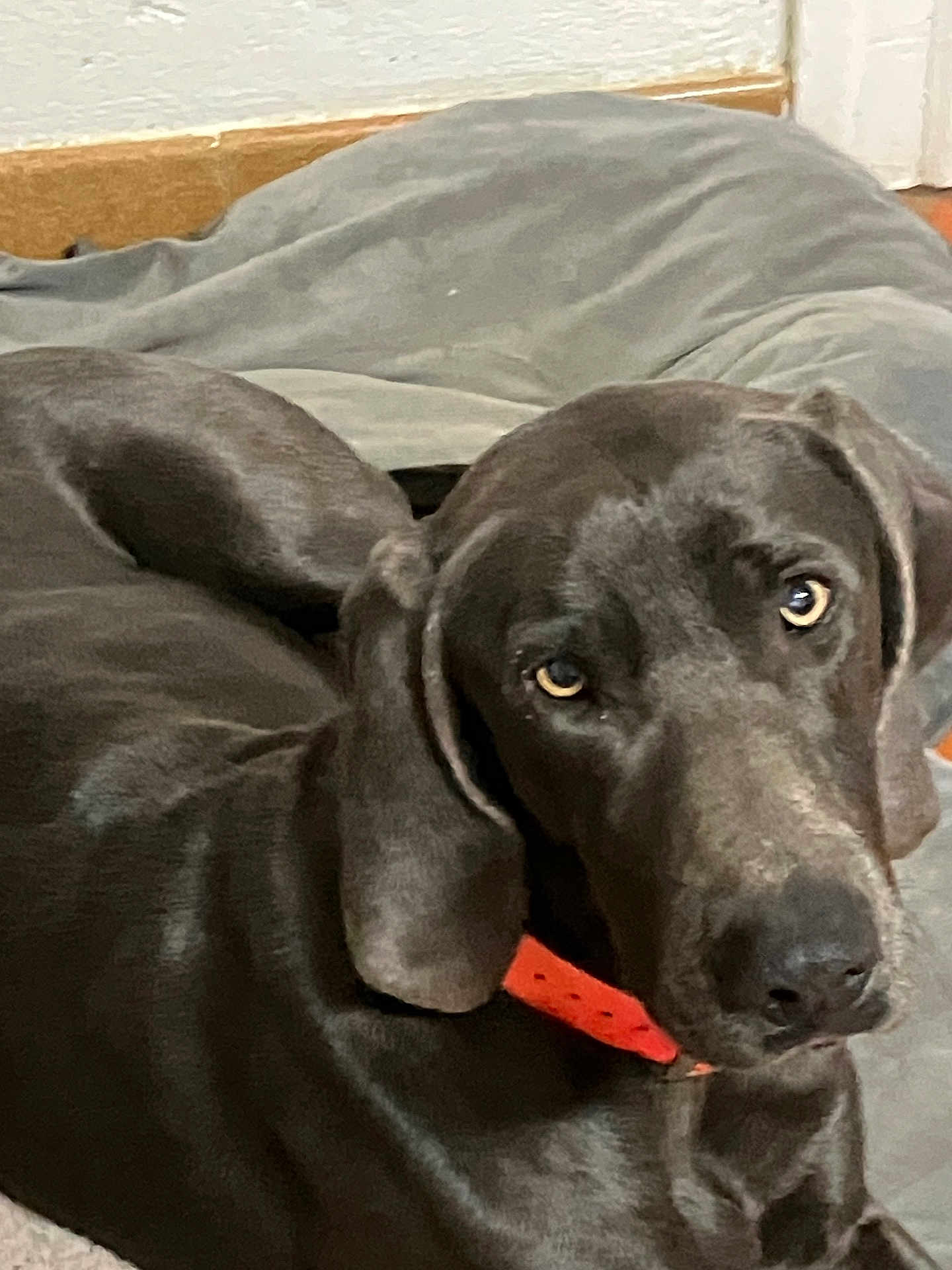 Uellaim a rejoint le concours — aidez-le/la à gagner de superbes lots ! dog, black_dog, pet, indoor, dog_bed, collar, orange_collar, animal, canine, fur, eyes, face, resting, lying_down, cozy, home, floor, wall, baseboard, portrait