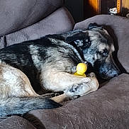 Bowser joined the competition — help win amazing prizes! dog, sleeping, couch, brown, toy, indoor, pet, fur, relaxed, resting, canine, nap, comfort, home, furniture, animal, domestic, closeup, quiet, peaceful