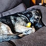 dog, sleeping, couch, brown, toy, indoor, pet, fur, relaxed, resting, canine, nap, comfort, home, furniture, animal, domestic, closeup, quiet, peaceful