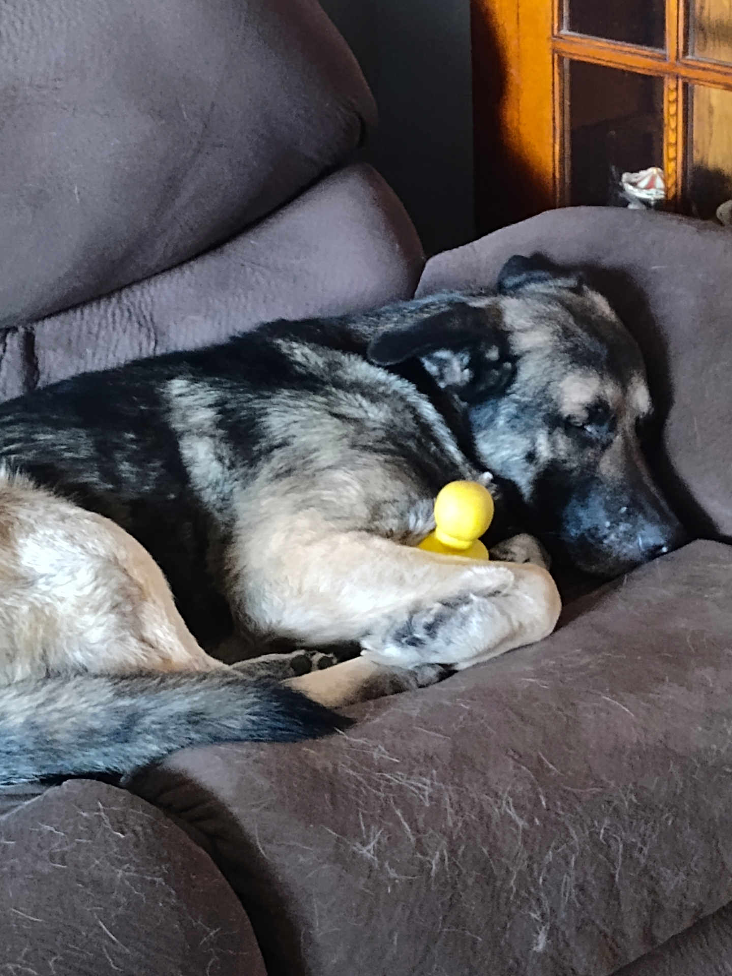 Bowser joined the competition — help win amazing prizes! dog, sleeping, couch, brown, toy, indoor, pet, fur, relaxed, resting, canine, nap, comfort, home, furniture, animal, domestic, closeup, quiet, peaceful