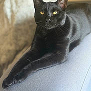Aiko a rejoint le concours — aidez-le/la à gagner de superbes lots ! animal, black_cat, blurred_background, cat, closeup, couch, cozy, domestic_animal, feline, fur, furniture, golden_eyes, home, indoor, pet, portrait, relaxed, resting, soft_light, whiskers