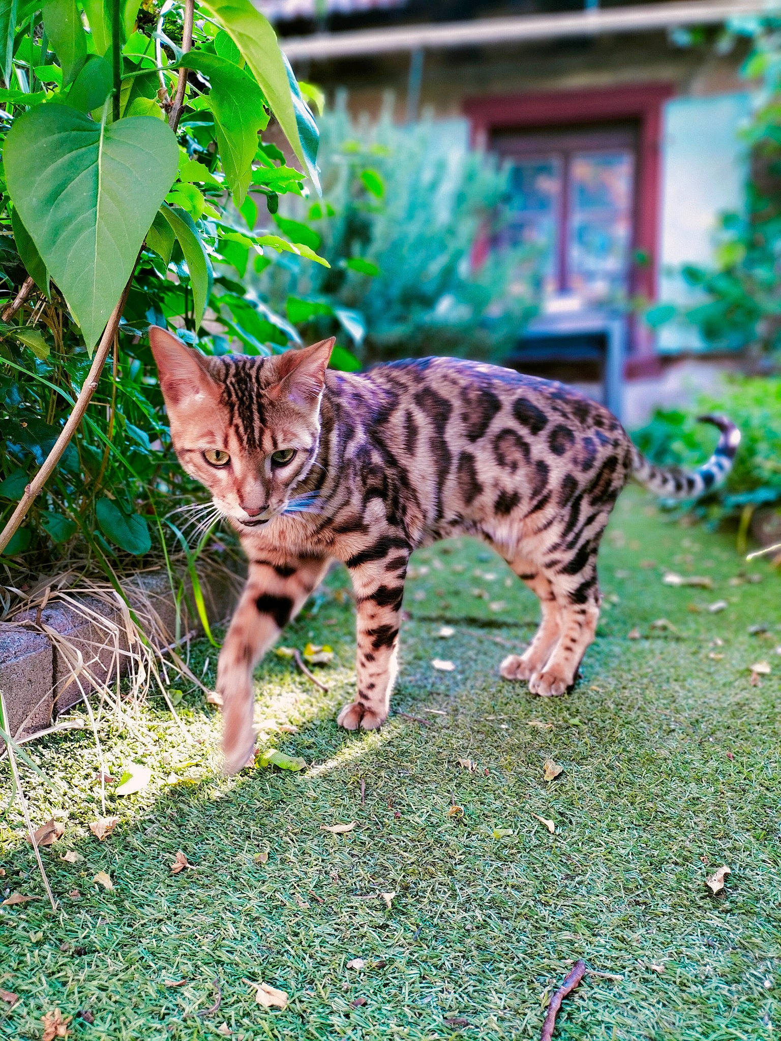 Socrate participe au concours pour gagner de l'argent avec cette photo : carnivore, cat, domestic_short_haired_cat, fawn, felidae, fur, grass, grass_family, green, groundcover, mammal, plant, small_to_medium_sized_cats, snout, tail, terrestrial_animal, terrestrial_plant, vertebrate, whiskers, wildlife