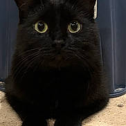 Pumpkin joined the competition — help win amazing prizes! black_cat, cat, indoor, pet, animal, floor, tile_floor, curious_eyes, feline, ears, whiskers, paws, stool, wooden_cabinet, domestic_cat, close_up, looking, sitting, fur, household
