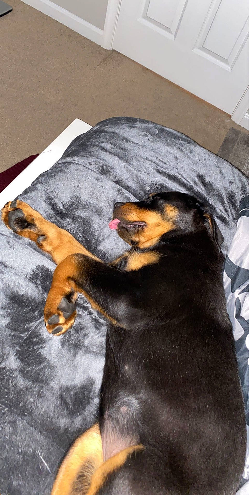 Rona joined the competition — help win amazing prizes! beauceron, canidae, carnivore, companion_dog, dobermann, dog, dog_breed, german_pinscher, guard_dog, mammal, manchester_terrier, miniature_pinscher, pinscher, rottweiler, toy_dog, working_dog
