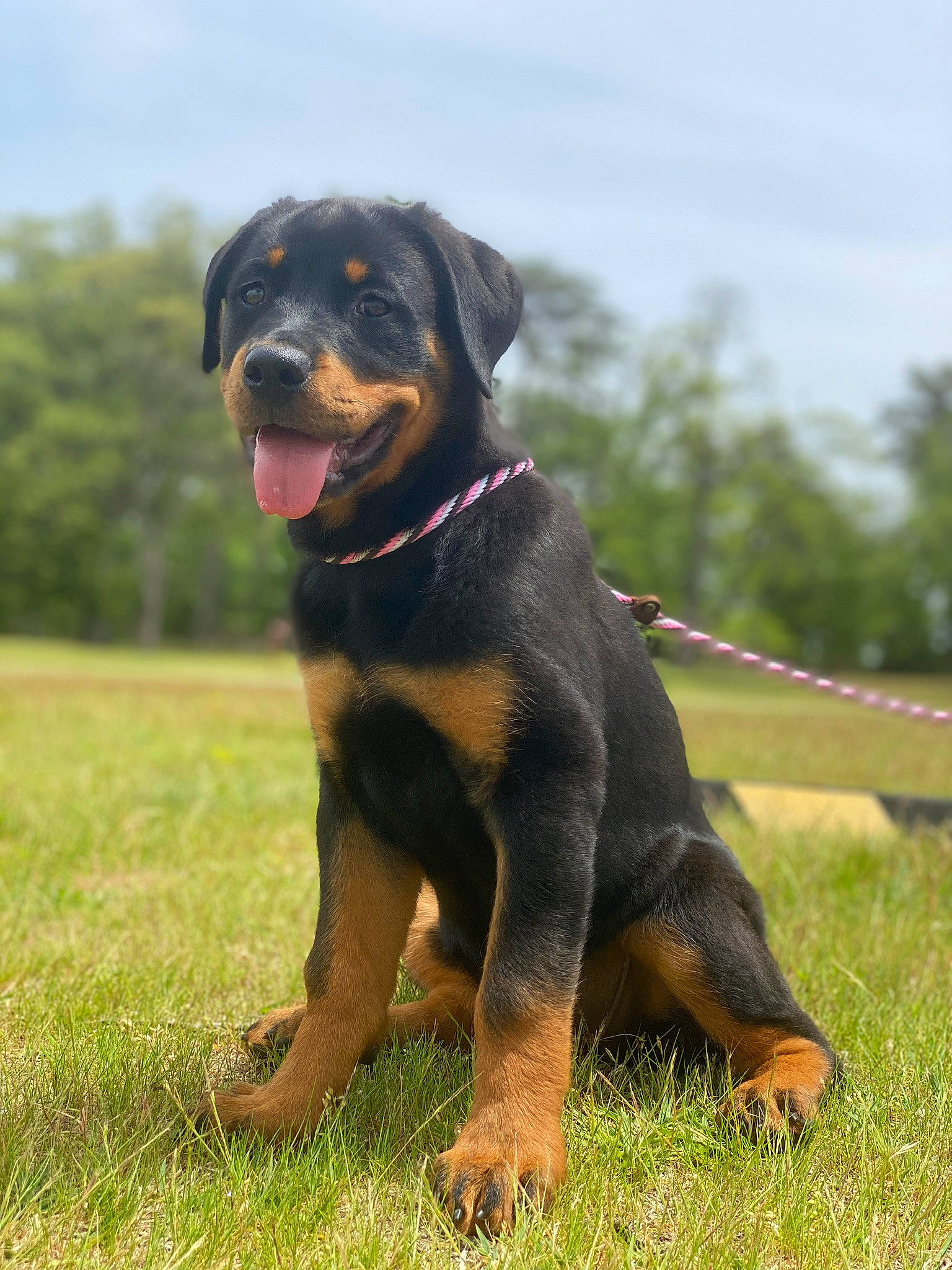 Rona is registered to the contest to win money with this photo: austrian_black_and_tan_hound, beauceron, canidae, carnivore, companion_dog, dog, dog_breed, huntaway, hunting_dog, mammal, molosser, polish_hunting_dog, rare_breed_dog, rottweiler, vertebrate, working_dog