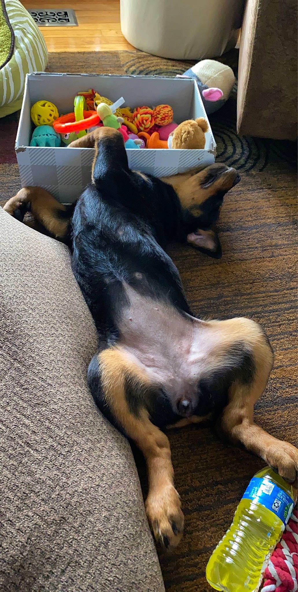 Rona joined the competition — help win amazing prizes! canidae, carnivore, companion_dog, dog, dog_breed, fawn, paw, puppy, tail