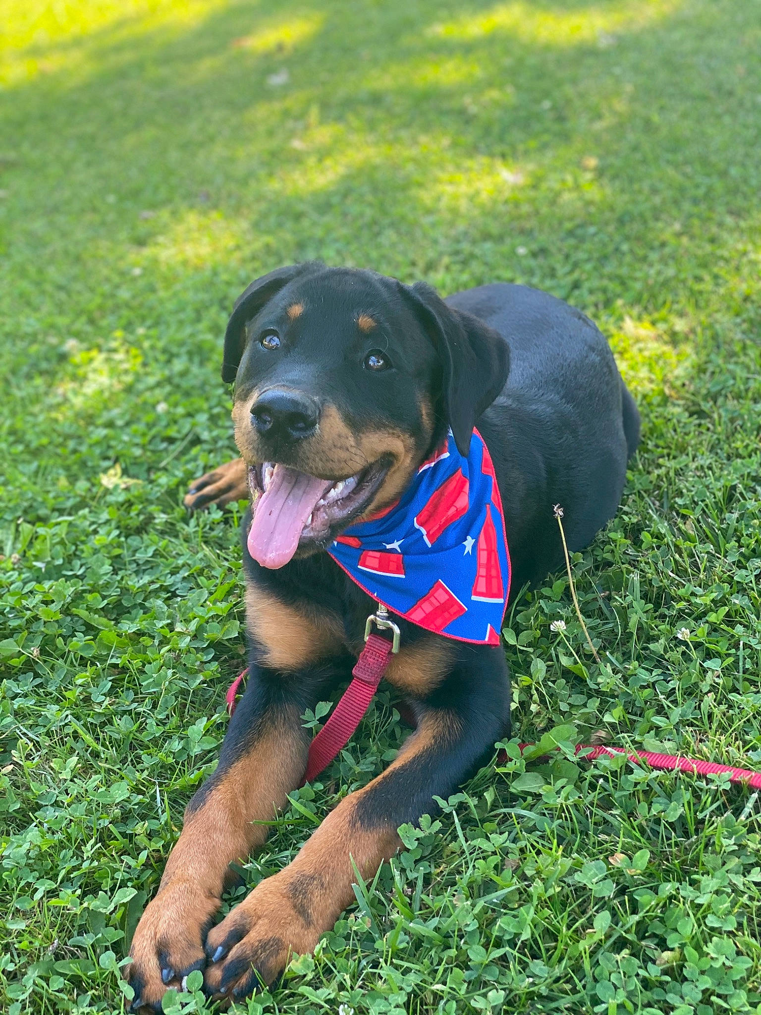 Rona is registered to the contest to win money with this photo: austrian_black_and_tan_hound, canidae, carnivore, collar, companion_dog, dog, dog_breed, dog_collar, german_pinscher, grass, guard_dog, hunting_dog, mammal, plant, polish_hunting_dog, rottweiler, snout, tyrolean_hound, vertebrate, working_dog