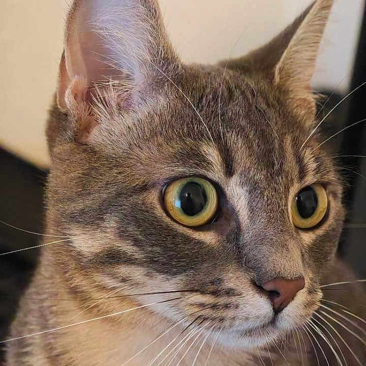 Raya participe au concours pour gagner de l'argent avec cette photo : alert, animal, cat, close_up, cute, domestic_cat, ears, eyes, face, feline, fur, indoor, looking_away, mammal, mustache, nose, pet, portrait, tabby, whiskers