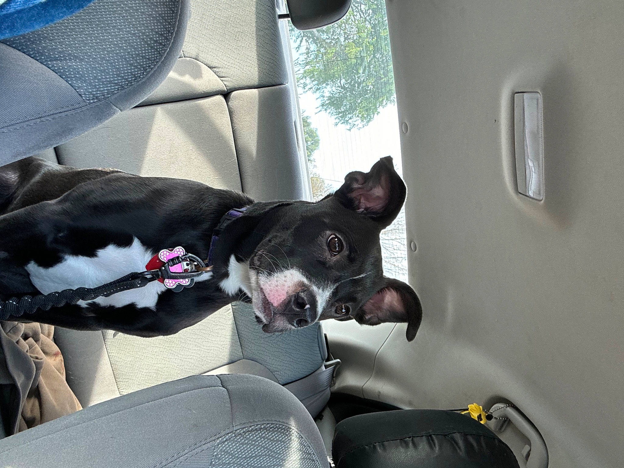 Lana joined the competition — help win amazing prizes! auto_part, automotive_design, automotive_exterior, car, car_seat, car_seat_cover, carnivore, collar, comfort, companion_dog, dog, dog_breed, fixture, motor_vehicle, snout, vehicle, vehicle_door, white, window, windshield