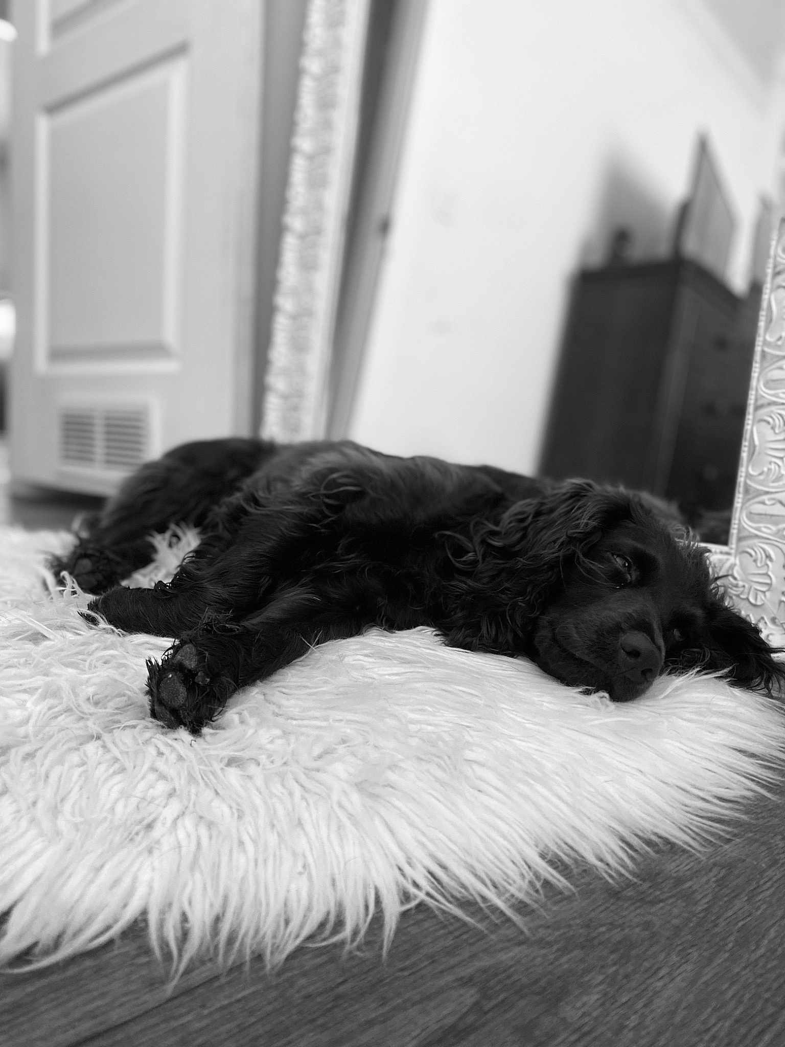 Dolly