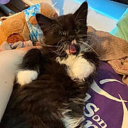Bagel joined the competition — help win amazing prizes! kitten, cat, black_and_white, furry, yawning, indoor, teddy_bear, blanket, towel, resting, cute, pet, animal, feline, cozy, soft, whiskers, fur, lying_down, close_up