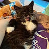 kitten, cat, black_and_white, furry, yawning, indoor, teddy_bear, blanket, towel, resting, cute, pet, animal, feline, cozy, soft, whiskers, fur, lying_down, close_up