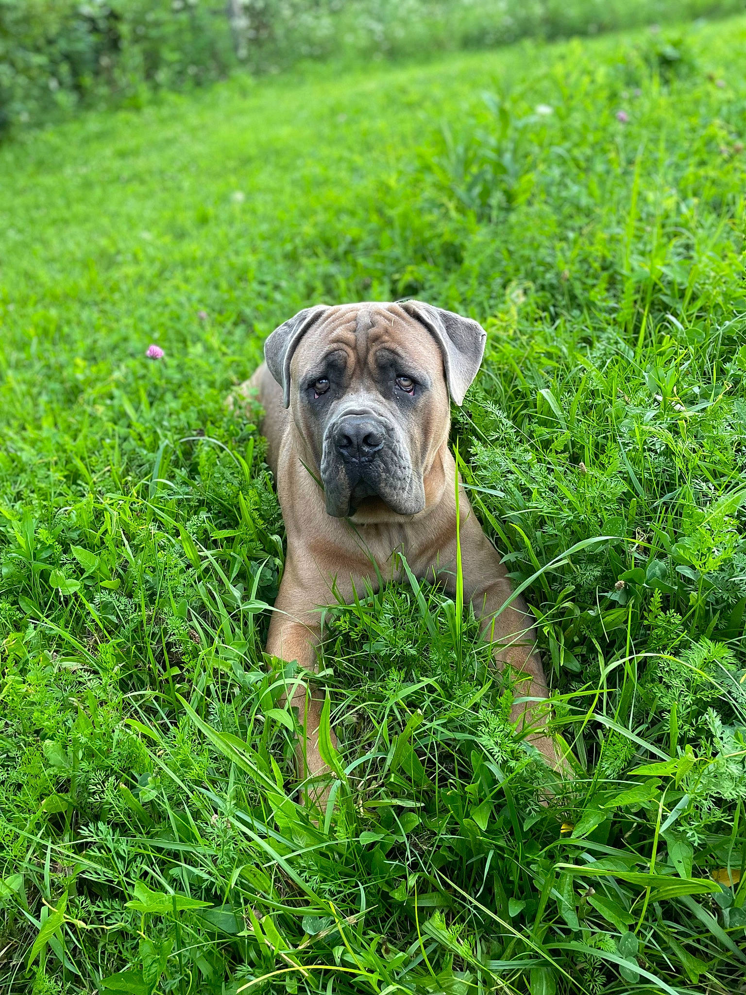 Coco is registered to the contest to win money with this photo: carnivore, companion_dog, dog, dog_breed, fawn, field, grass, grass_family, grassland, groundcover, landscape, lawn, meadow, pasture, plant, prairie, snout, sporting_group, terrestrial_animal, working_animal