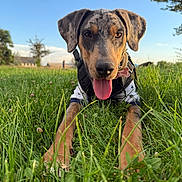 Mikko is registered to the contest to win money with this photo: dog, grass, outdoor, blue_sky, clouds, dog_harness, tongue_out, pet_tag, greenery, nature, animal_portrait, sunlight, happy, canine, close_up, summer, playful, field, ears, muzzle