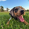 Mikko is registered to the contest to win money with this photo: dog, grass, outdoor, sky, happy, tongue, nature, pet, canine, greenery, sunlight, animal, playful, summer, field, closeup, muzzle, ears, collar, daytime