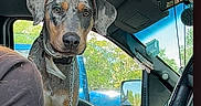 Mikko is registered to the contest to win money with this photo: dog, vehicle, car_interior, seat, steering_wheel, dashboard, window, person, arm, clothing, daylight, curious, pet, canine, spotted_dog, leash, looking, inside, transportation, casual