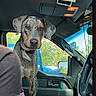 dog, vehicle, car_interior, seat, steering_wheel, dashboard, window, person, arm, clothing, daylight, curious, pet, canine, spotted_dog, leash, looking, inside, transportation, casual