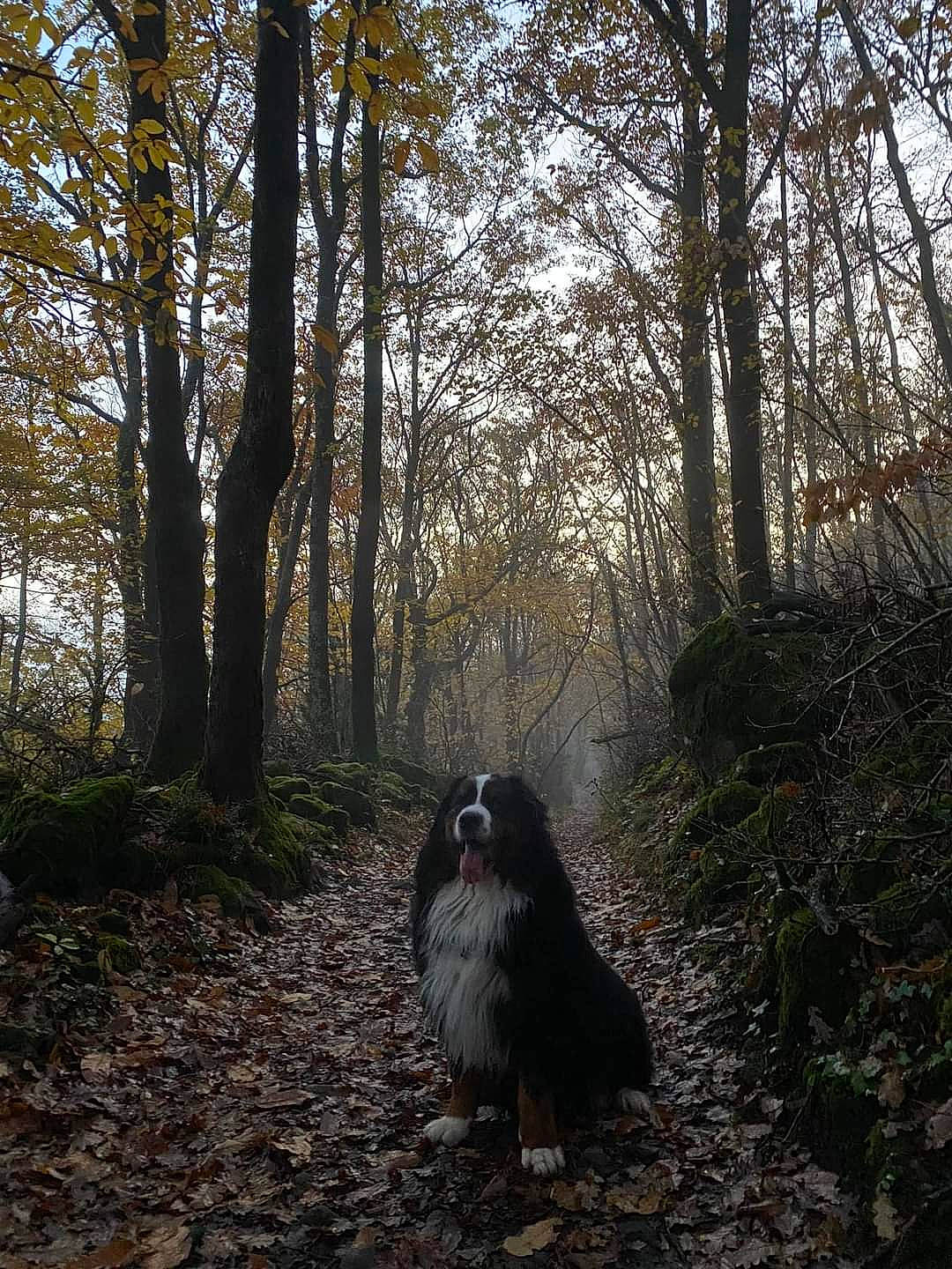 Myla a rejoint le concours — aidez-le/la à gagner de superbes lots ! asphalt, beak, bird, carnivore, forest, grass, landscape, natural_landscape, plant, road, road_surface, sky, soil, tail, trail, tree, trunk, twig, wood, woodland