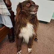Rusty is registered to the contest to win money with this photo: dog, brown, white, carpet, indoor, furniture, bedpost, clothing, pet, animal, fur, sitting, looking_away, household, cute, domestic, mammal, companion, floor, portrait