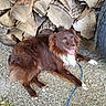 dog, brown_dog, lying, gravel, wood_stack, tire, outdoor, leash, panting, happy, pet, canine, nature, resting, animal, fur, daylight, ground, wood, closeup