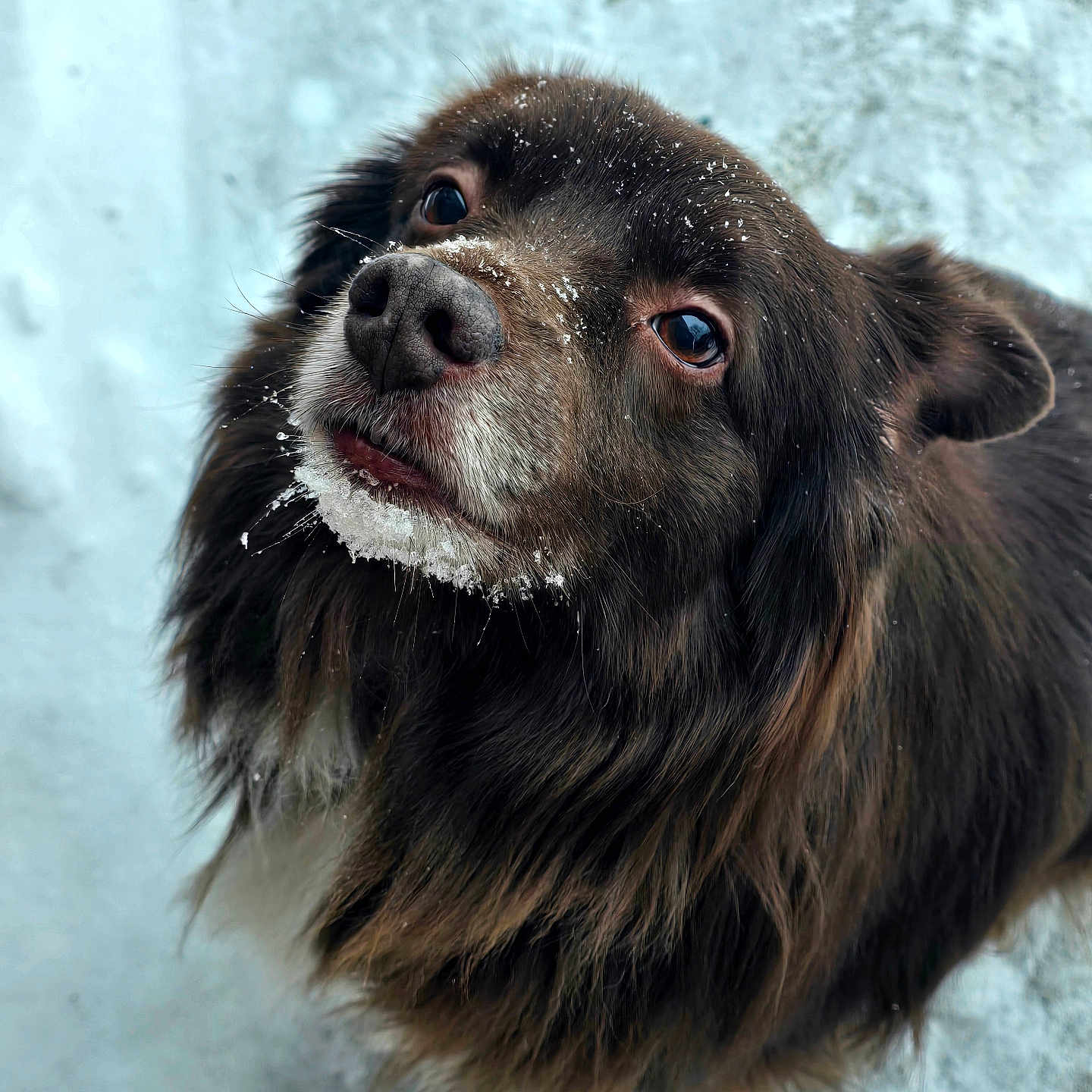 Rusty is registered to the contest to win money with this photo: dog, snow, outdoor, animal, pet, fur, closeup, winter, canine, cute, portrait, cold, nature, looking_up, snowflakes, muzzle, brown_fur, black_fur, fluffy, friendly