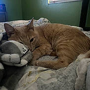 Goober joined the competition — help win amazing prizes! cat, orange_tabby, bed, blanket, cozy, resting, indoor, feline, sleepy, fur, animal, pet, quiet, relaxed, home, soft, comfort, cute, mammal, nap