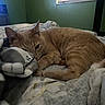 cat, orange_tabby, bed, blanket, cozy, resting, indoor, feline, sleepy, fur, animal, pet, quiet, relaxed, home, soft, comfort, cute, mammal, nap