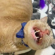 Goober is registered to the contest to win money with this photo: animal, beige_cat, blanket, bow_tie, cat, close_up, collar, cute, feather_toy, feline, ghost_pattern, indoor, pet, playful, resting, soft_fur, teeth, toy, whiskers, yawning