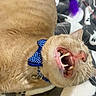 cat, beige_cat, bow_tie, collar, teeth, yawning, whiskers, pet, indoor, blanket, ghost_pattern, toy, feather_toy, close_up, cute, feline, animal, soft_fur, playful, resting
