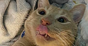 Goober is registered to the contest to win money with this photo: animal, bell, blanket, cat, close_up, collar, cozy, cute, ears, expression, face, feline, fur, indoor, orange_tabby, pet, playful, sleepy, tongue_out, whiskers