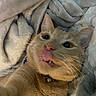Goober is registered to the contest to win money with this photo: cat, orange_tabby, tongue_out, close_up, pet, feline, playful, cozy, blanket, indoor, cute, whiskers, ears, collar, bell, fur, face, sleepy, expression, animal