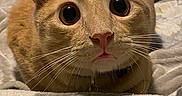 Goober is registered to the contest to win money with this photo: cat, orange_tabby, wide_eyes, whiskers, blanket, indoor, pet, fur, curious, close_up, animal, cozy, lying_down, bedroom, domestic_cat, portrait, soft_lighting, feline, cute, alert
