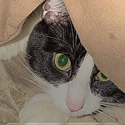 Thor joined the competition — help win amazing prizes! animal, beige, blanket, cat, close_up, cozy, curious, cute, domestic, face, fur, green_eyes, indoor, lock_screen, notification, pet, phone_screen, resting, time_display, whiskers