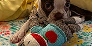 Arya joined the competition — help win amazing prizes! animal, bed, blanket, brown_and_white, close_up, cozy, cute, dog, floral_pattern, indoor, knitted_toy, pet, playful, puppy, small_dog, snuggling, sock_monkey, soft_toy, toy, yellow_bedding