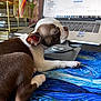 Arya is registered to the contest to win money with this photo: animal, brown_and_white, close_up, colorful, computer, cute, desk, dog, furniture, indoor, laptop, mouse_pad, pens, pet, puppy, resting, scissors, sleeping, technology, workspace