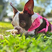 Arya is registered to the contest to win money with this photo: animal, boston_terrier, canine, close_up, cute, daylight, dog, ears, flower, fur, green_grass, leaf, mammal, nature, outdoor, pet, pink_harness, playful, sniffing, summer