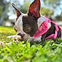 animal, boston_terrier, canine, close_up, cute, daylight, dog, ears, flower, fur, green_grass, leaf, mammal, nature, outdoor, pet, pink_harness, playful, sniffing, summer