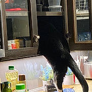Percy joined the competition — help win amazing prizes! cat, black_and_white_cat, animal, pet, kitchen, countertop, standing, tuxedo_cat, long_tail, white_paws, indoors, pantry, shelves, containers, bottles, seasoning, garlic_salt, salt_and_pepper, sink, home