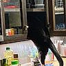 cat, black_and_white_cat, animal, pet, kitchen, countertop, standing, tuxedo_cat, long_tail, white_paws, indoors, pantry, shelves, containers, bottles, seasoning, garlic_salt, salt_and_pepper, sink, home