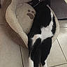 Percy joined the competition — help win amazing prizes! cat, black_and_white_cat, pet, sleeping, relaxed, stretched_out, lying_down, paws, tail, fur, indoor, pet_bed, cushion, plush, tile_floor, cozy, resting, animal, domestic_cat, funny_pose