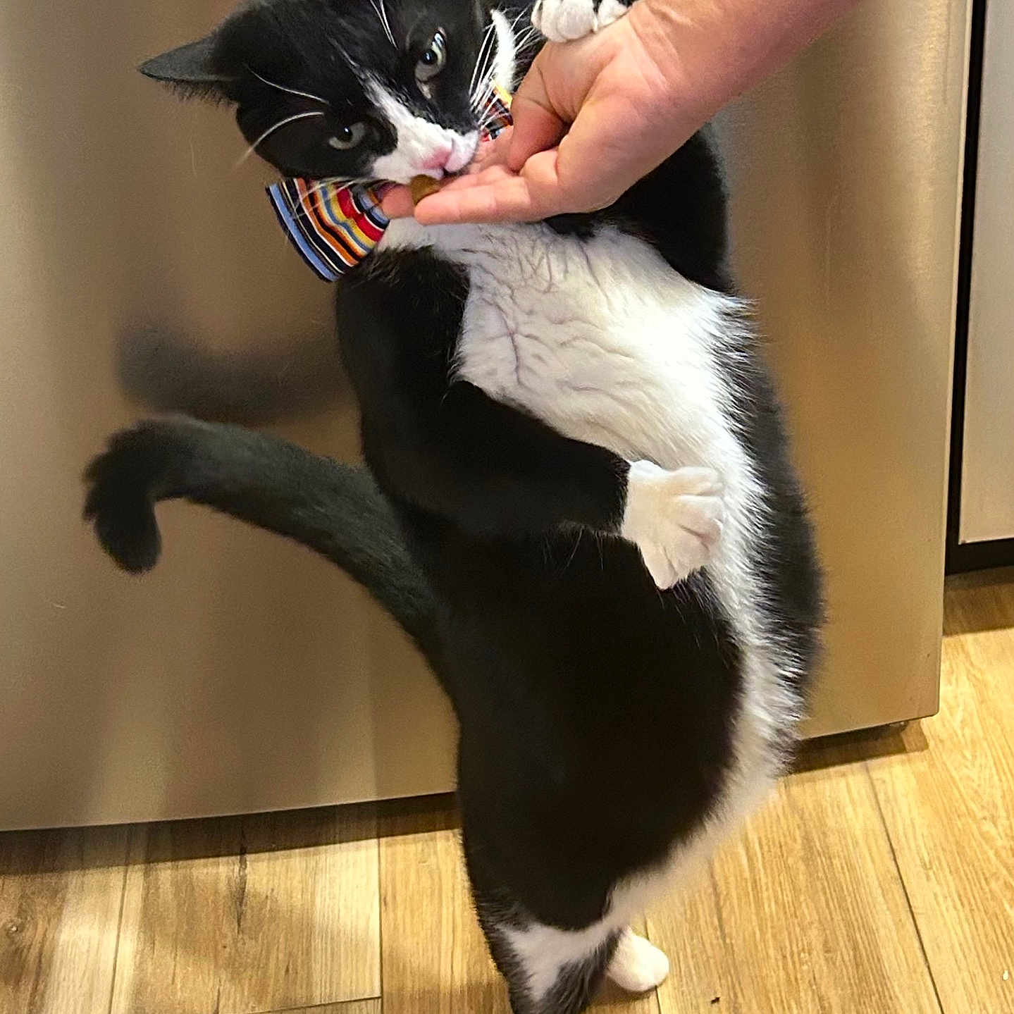 Percy joined the competition — help win amazing prizes! cat, tuxedo_cat, black_and_white, bow_tie, collar, standing, upright, indoor, kitchen, wooden_floor, cabinet, human_hand, pet, whiskers, green_eyes, white_paws, black_fur, playful, funny, portrait