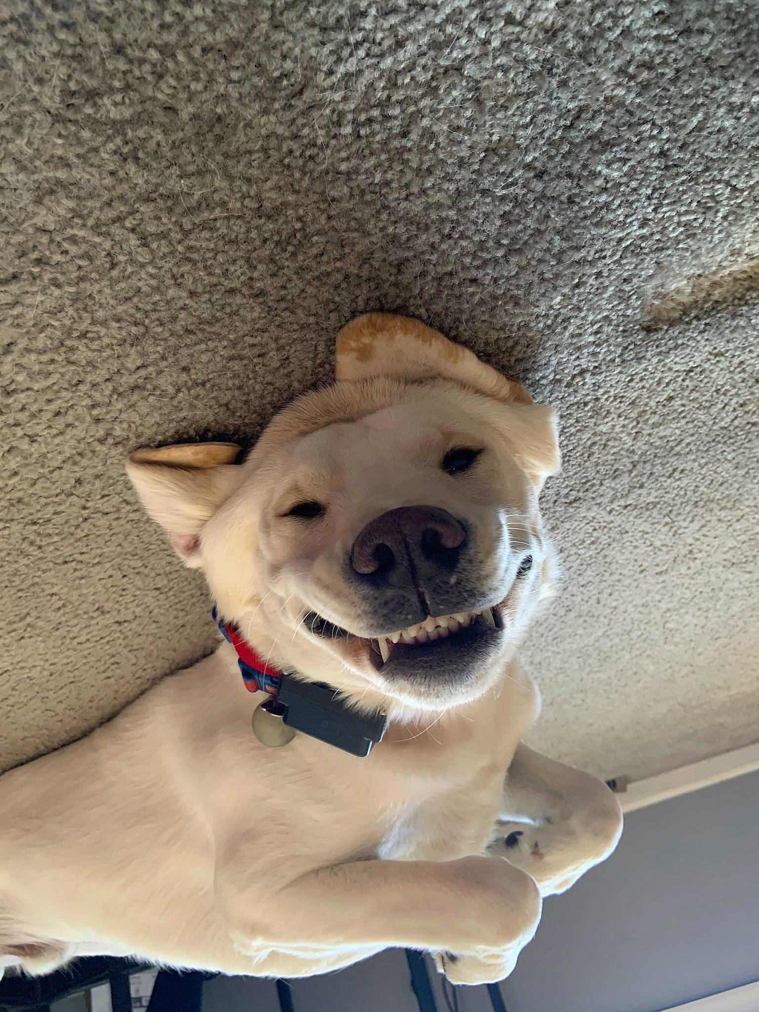 Gunner joined the competition — help win amazing prizes! canidae, carnivore, collar, companion_dog, dog, dog_breed, dog_collar, eye, fawn, felidae, head, leash, paw, small_to_medium_sized_cats, snout, sporting_group, tail, toy_dog, whiskers, working_animal